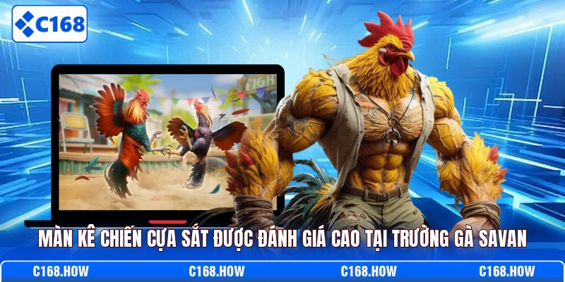 Màn kê chiến cựa sắt được đánh giá cao tại trường gà Savan